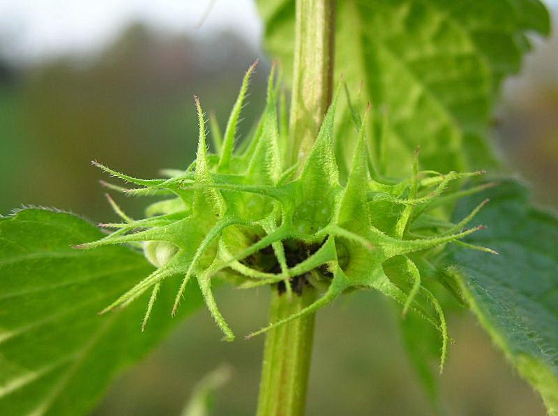 Lamium album / Falsa Ortica bianca